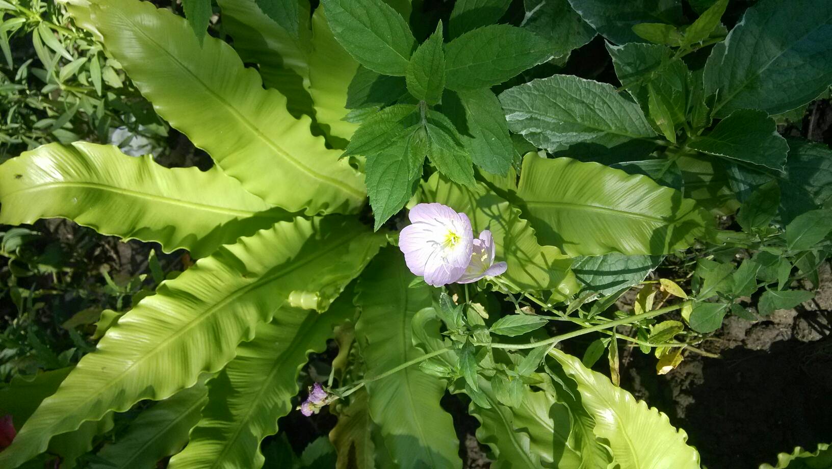 国产精品丝袜久久久久久不卡